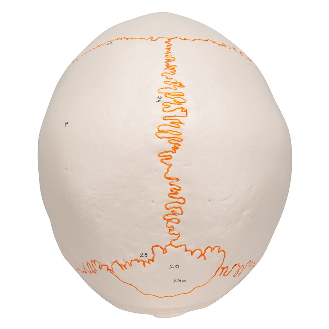 3B SCIENTIFIC Dentalschädel 3-tlg. (A22)