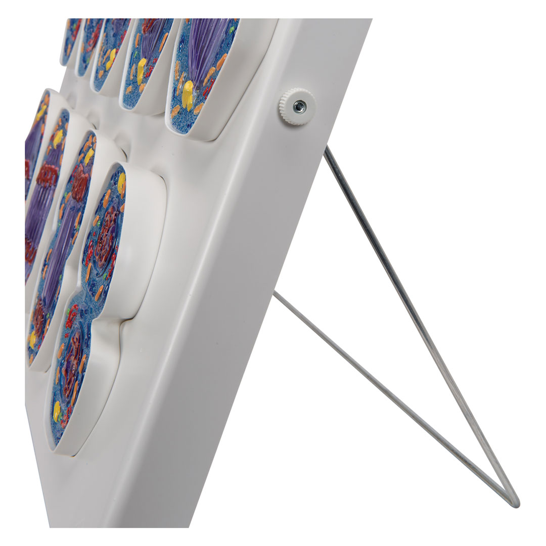 3B SCIENTIFIC Mitose, Modell (R01/1)