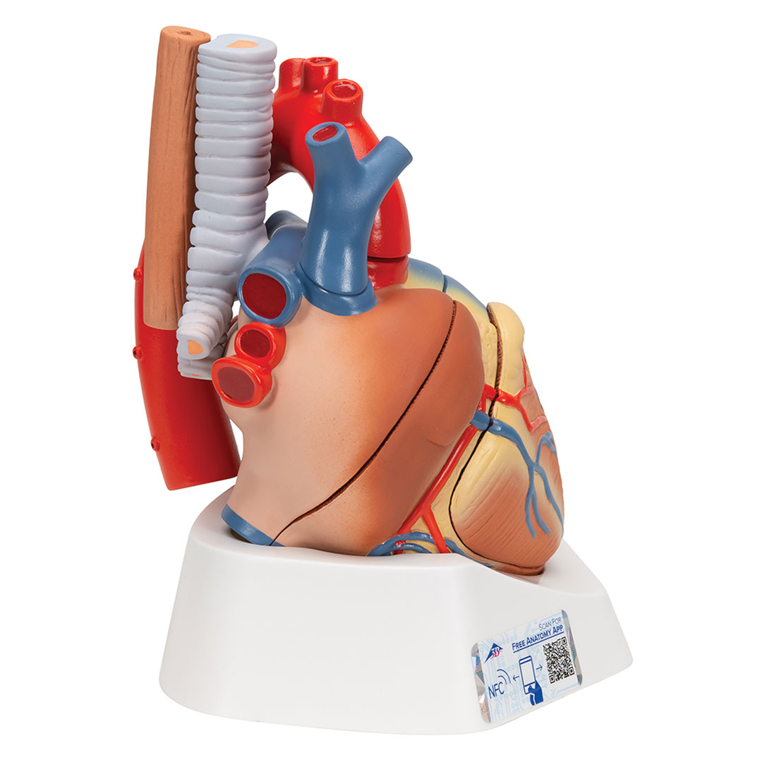 3B SCIENTIFIC Herz, natürl. Grösse, 7-tlg. (VD253)