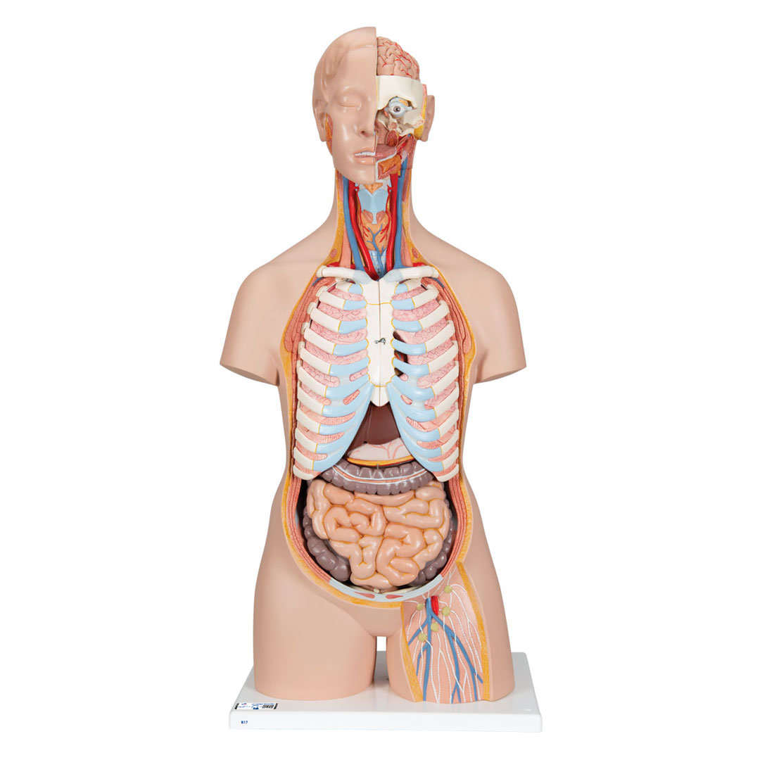 3B SCIENTIFIC Torso mit Kopf, 20-teilig (B17)