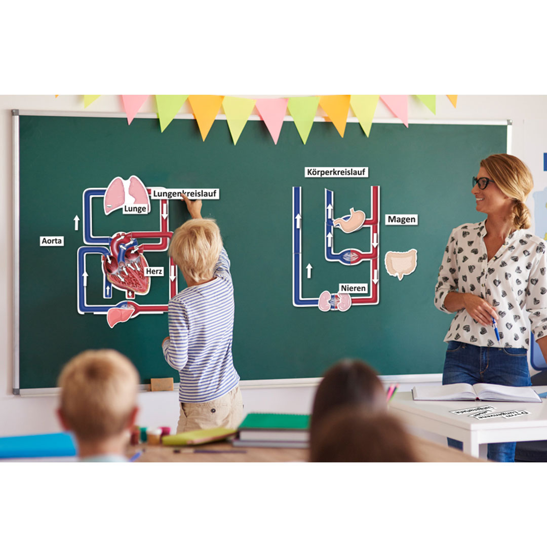 Blutkreislauf des Menschen, magnetisch, 34-teilig