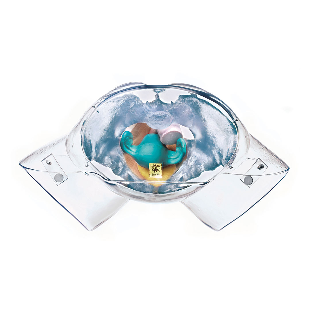 SOMSO® Weibl. Sexualorgane, transparent, Modell