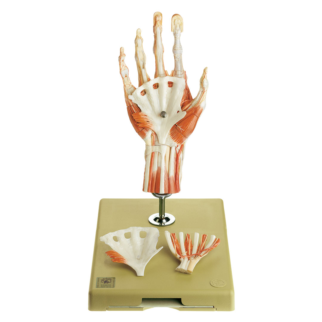 SOMSO® Chirurgisches Handmodell SOMSO® Chirurgisches Handmodell