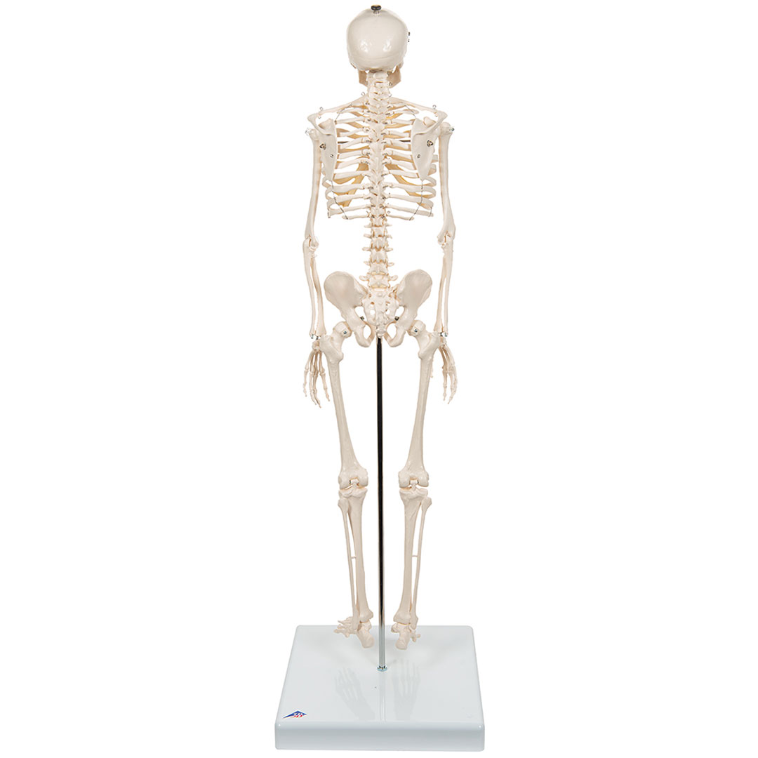 3B SCIENTIFIC Miniskelett Shorty auf Sockel (A18)