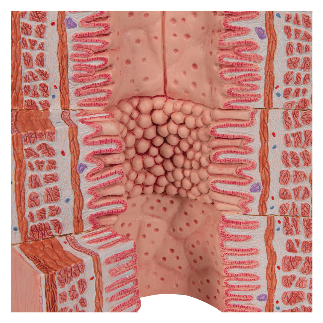 3B SCIENTIFIC Verdauungstrakt/MICROanatomy (K23)