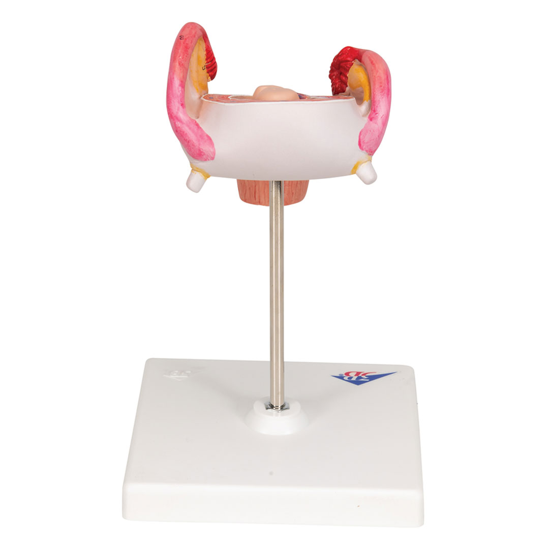 3B SCIENTIFIC Uterus mit Embryo, 2. Monat (L10/2)