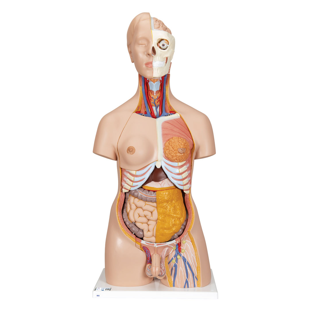 3B SCIENTIFIC Torso m.Kopf, 2-geschlechtl.,20-teilig(B32) 3B SCIENTIFIC Torso m.Kopf, 2-geschlechtl.,20-teilig(B32)