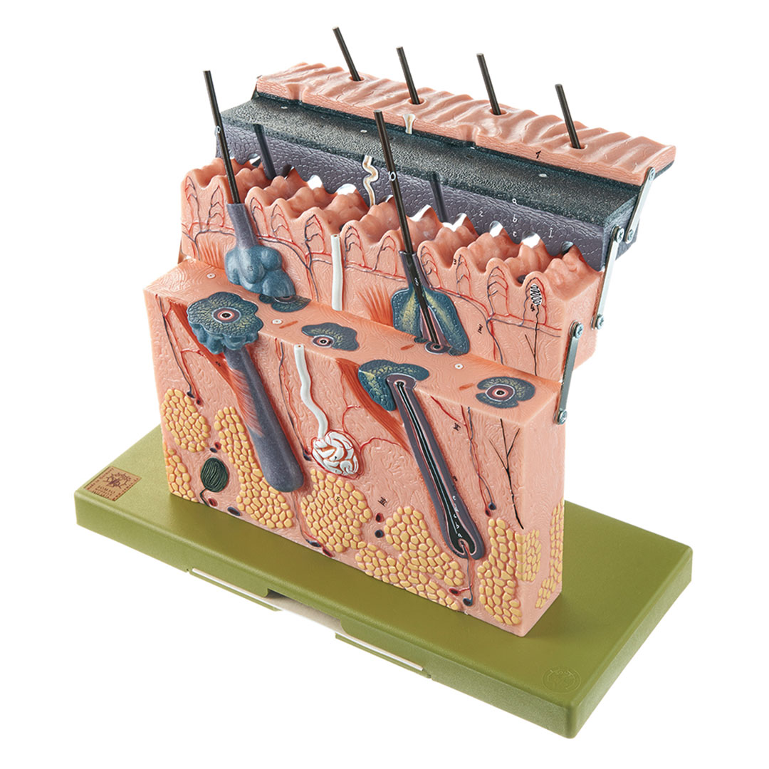 SOMSO® Hautdurchschnitt, 70-fach