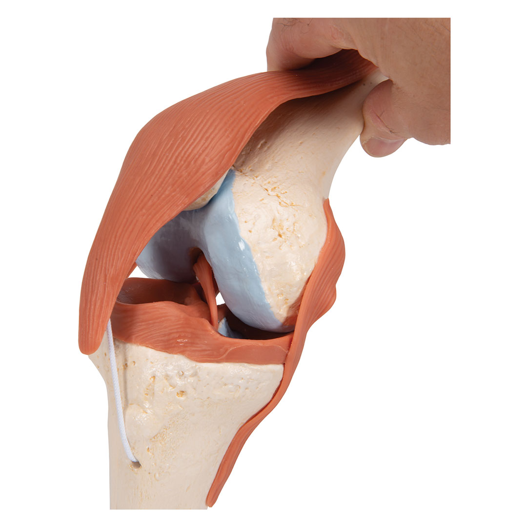 3B SCIENTIFIC Luxus-Kniegelenk-Funktionsmodell (A82/1)