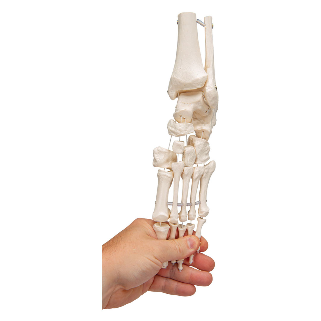 3B SCIENTIFIC Fussskelett m.Schienbein-+Wadenbeinst. (A31/1) Grösse 7x16x22cm