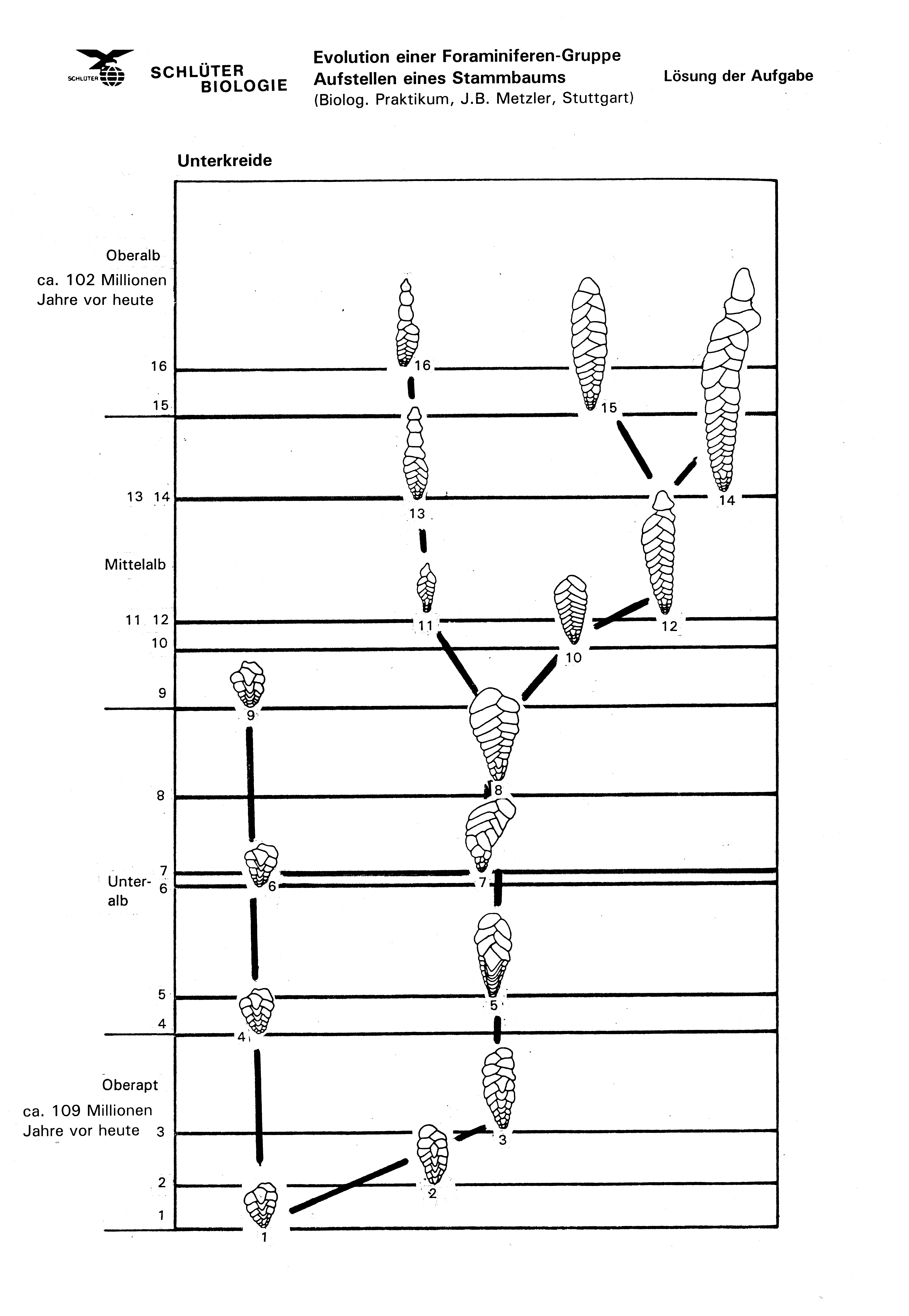 Stammbusch d.Tierreichs, kompletter Kit