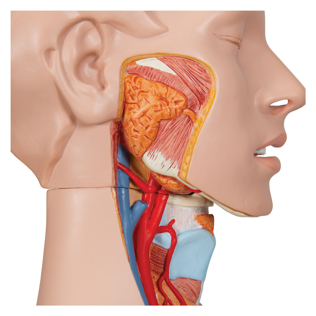 3B SCIENTIFIC Torso mit Kopf, mit Embryoeinsatz, w/m, 24-tlg. (B30)