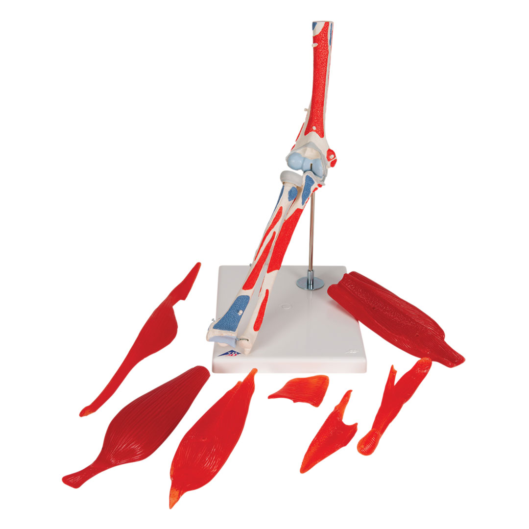 3B SCIENTIFIC Ellenbogengelenk, 8-teilig, Grösse 25x1x25c  (A883)