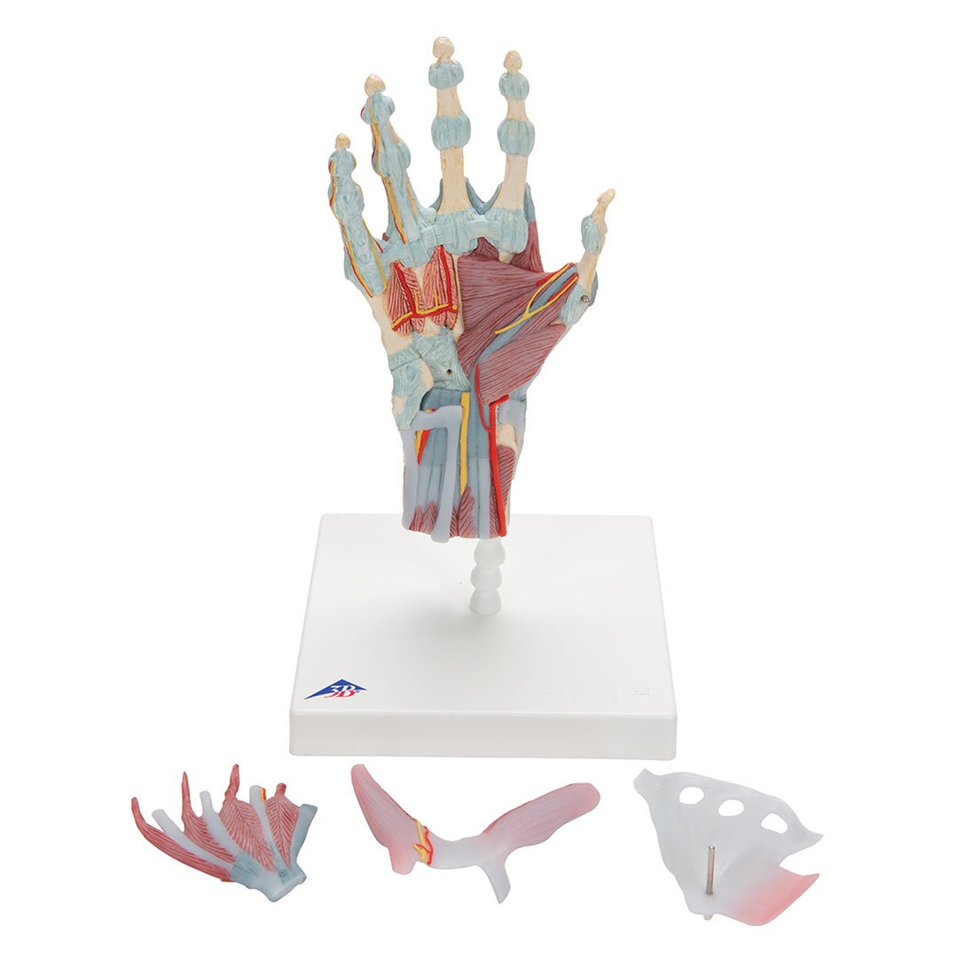 3B SCIENTIFIC Handskelett mit Bändern+Muskeln, 4-teilig
