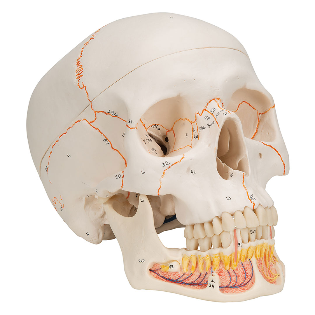 3B SCIENTIFIC Dentalschädel 3-tlg. (A22)