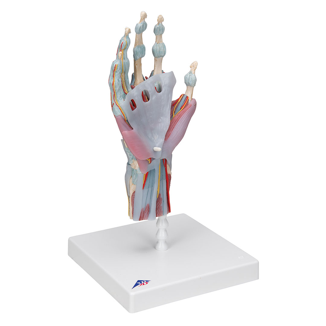 3B SCIENTIFIC Handskelett mit Bändern+Muskeln, 4-teilig