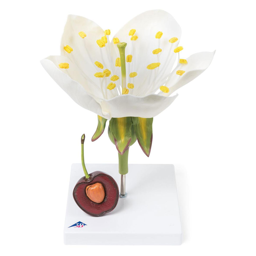 3B SCIENTIFIC Kirschblüte mit Frucht (T21019), 7-fach, 3-teilig