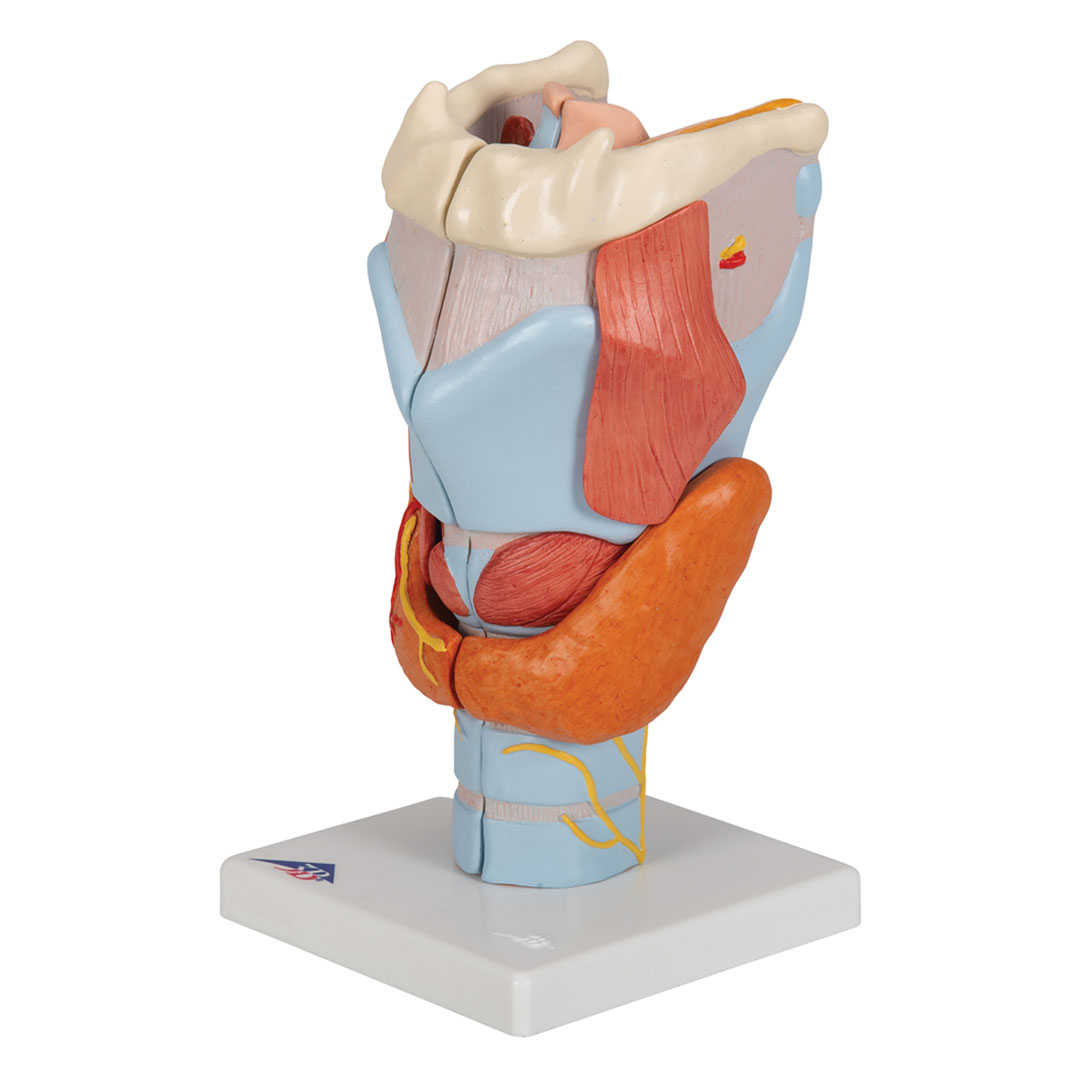 3B SCIENTIFIC Kehlkopf, 7-tlg. 2-fache Grösse (G21)
