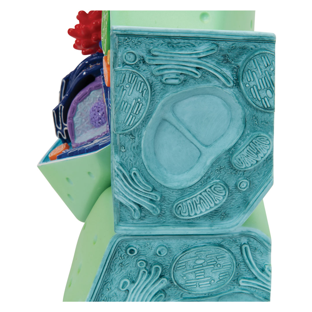 3B SCIENTIFIC Pflanzliche Zelle 10'000fach (R05)