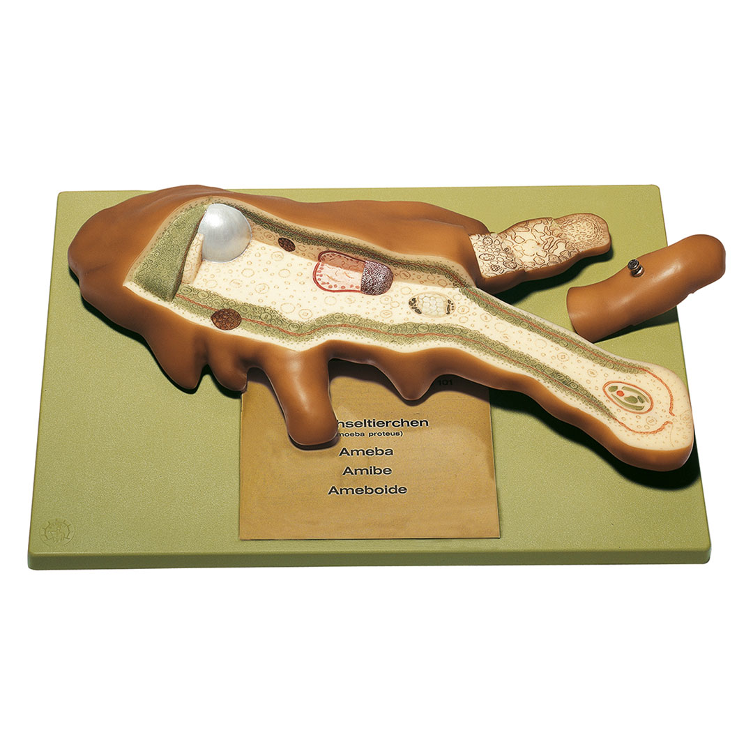 SOMSO® Wechseltierchen, Amöbe