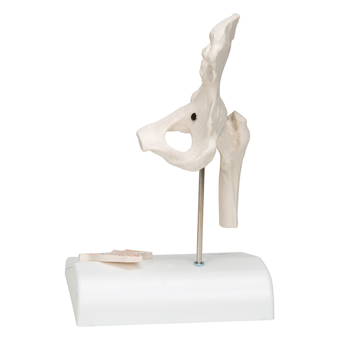 3B SCIENTIFIC Mini-Hüftgelenk m.Querschnitt (A84/1)