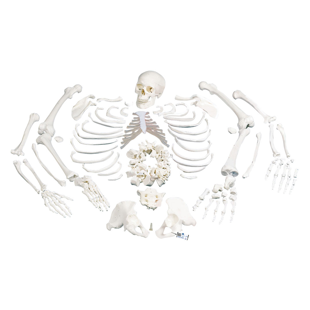 3B SCIENTIFIC Skelett unmontiert, komplett mit 3-teiligem Schädel (A05/1)