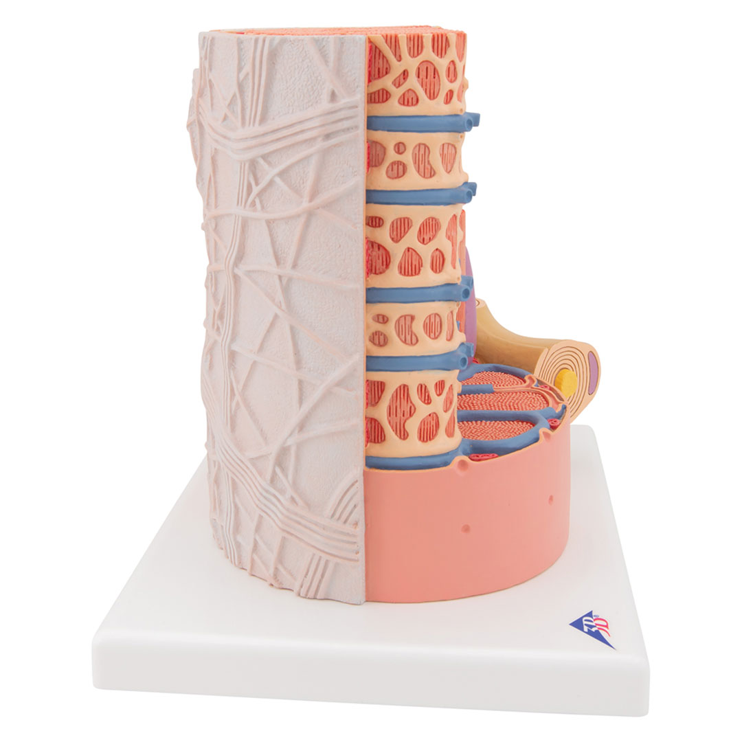 3B SCIENTIFIC MICROanatomy Muskelfaser (B60) 3B SCIENTIFIC MICROanatomy Muskelfaser (B60)